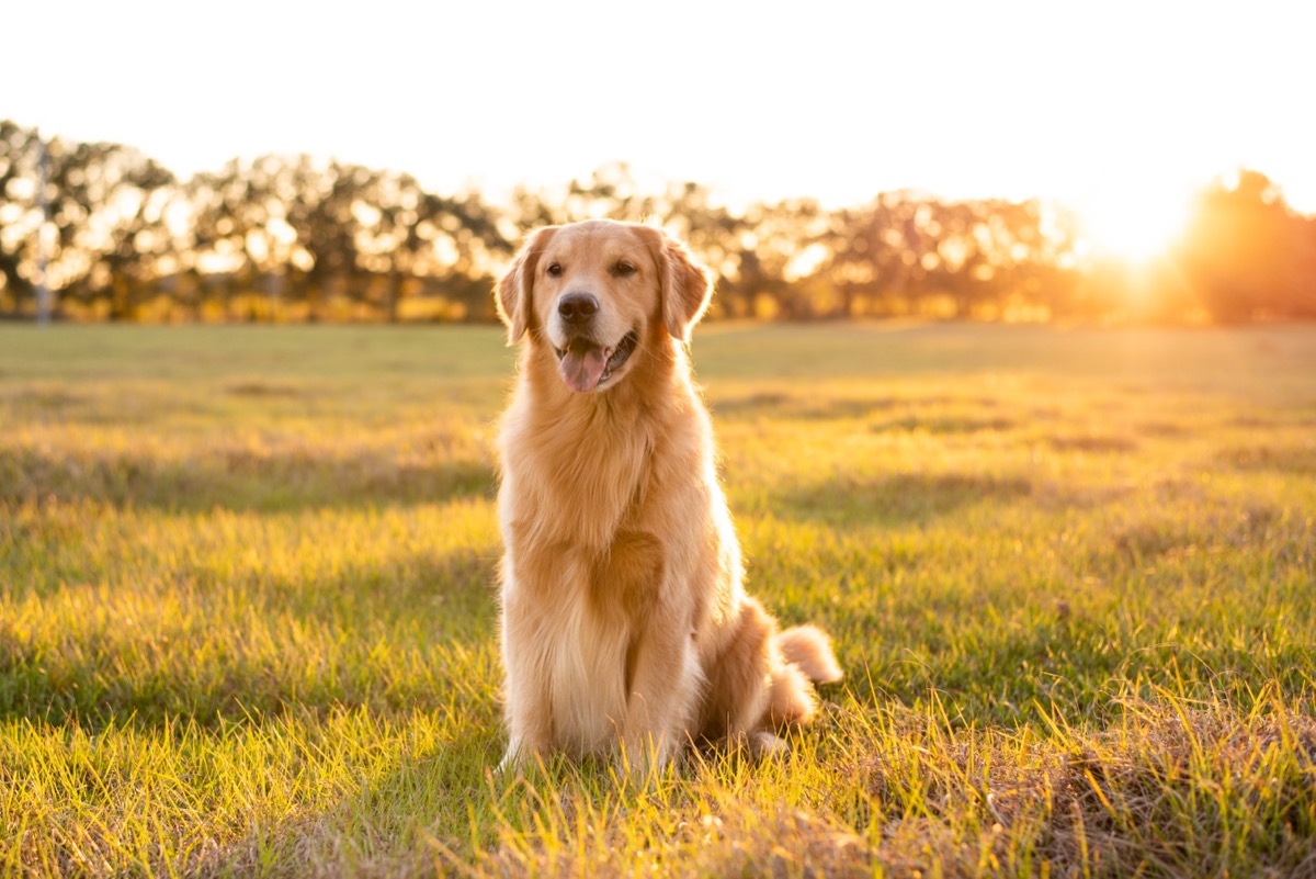 Golden Retriever dog outdoors at sunset